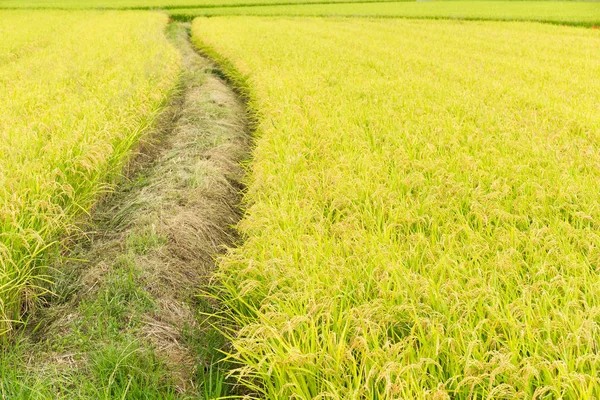 Hántolatlan rizs mező rét — Stock Fotó