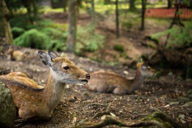 Parkta oturan geyikler