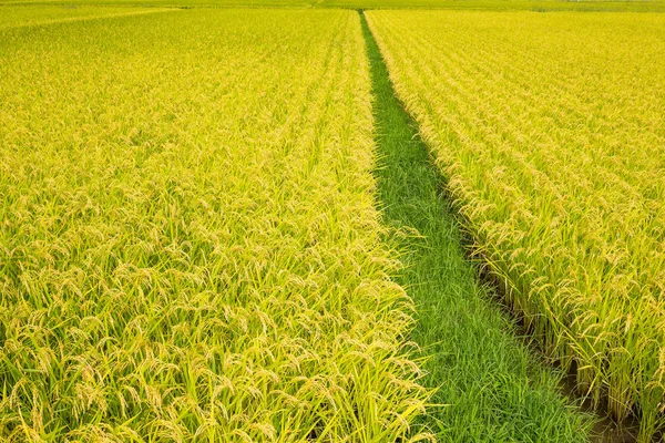 Ryżu niełuskanego dziedzinie łąka — Zdjęcie stockowe