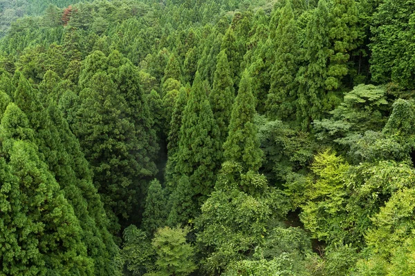 Зелений ліс в горах — стокове фото