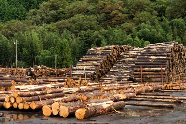 Pinheiros florestais para a indústria da madeira — Fotografia de Stock