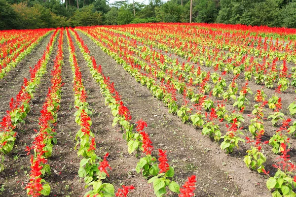 Campo vermelho de salvia — Fotografia de Stock