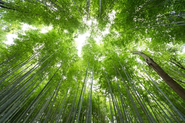 Levant les yeux vers la verdure luxuriante de l'arbre de bambou — Photo