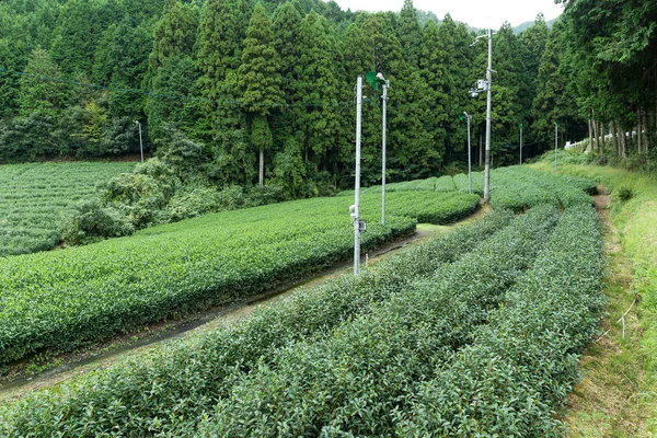 Granja de té verde —  Fotos de Stock