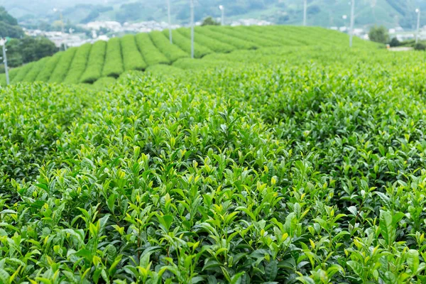 Green Tea farm in Japan