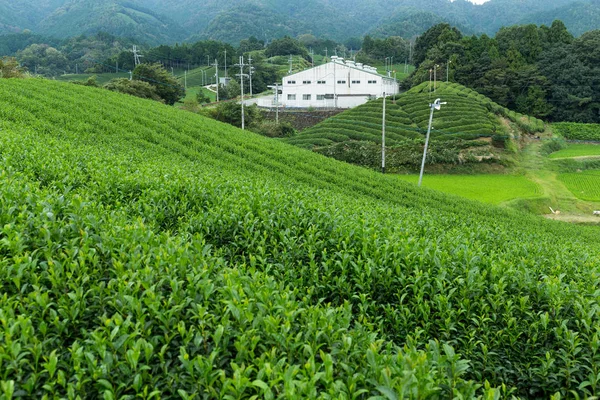 Green Tea plantation in Japan — Stock Photo, Image