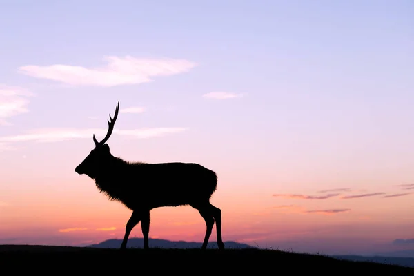 Veado Buck no planalto com pôr do sol — Fotografia de Stock