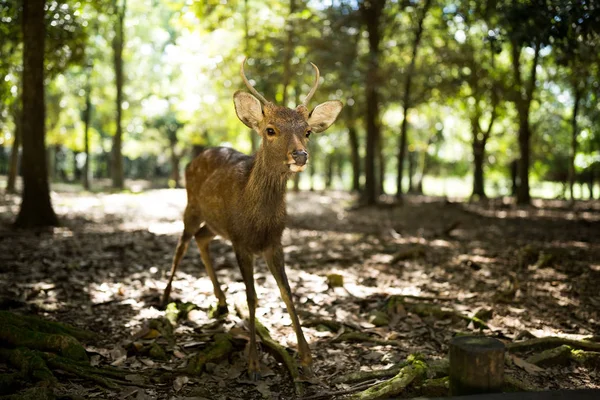 Herten in nara park — Stockfoto