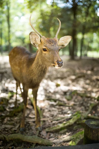 Herten in nara park — Stockfoto