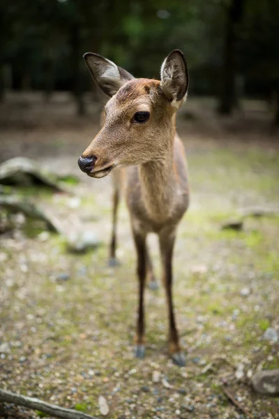 Carino cervo nel parco — Foto Stock