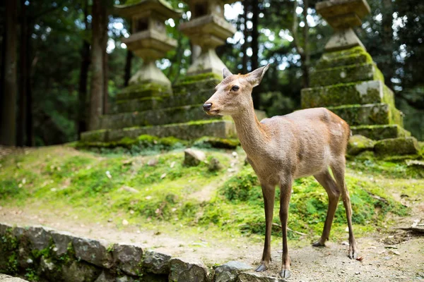 Cute jelen v japonský chrám — Stock fotografie