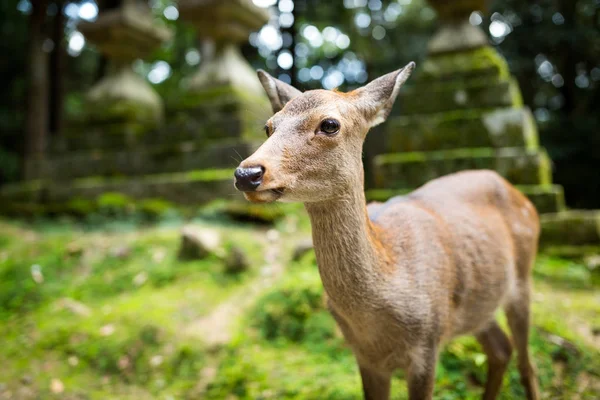 Cervo bonito no templo japonês — Fotografia de Stock