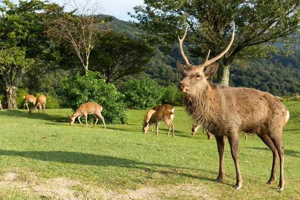 Deers in mountain of Nara in Japan — Stock Photo, Image