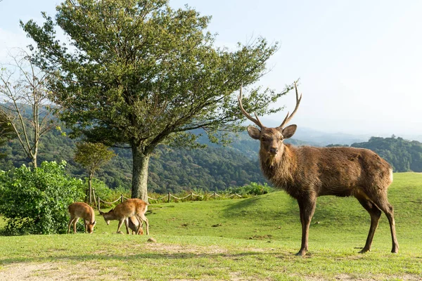 日本の奈良の山で鹿のグループ — ストック写真