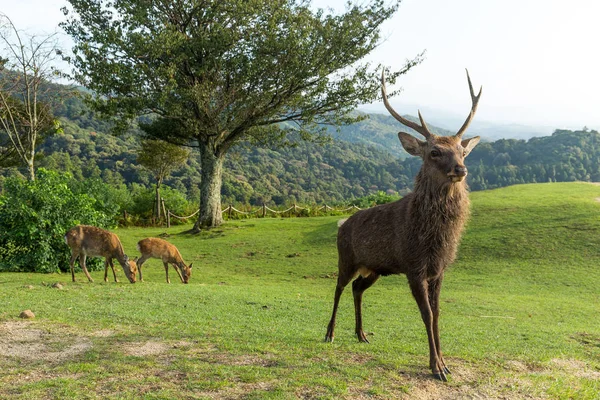 Doe Deers e paisagem natural — Fotografia de Stock