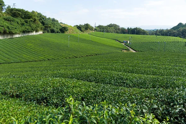 Gospodarstwo herbata ogród w Japonii — Zdjęcie stockowe