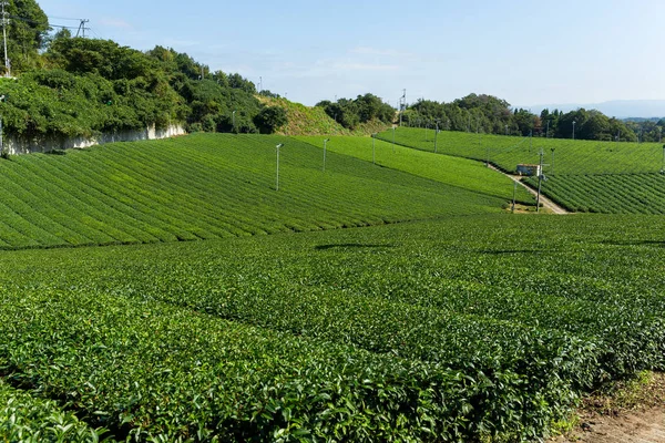Чайная ферма Японии — стоковое фото