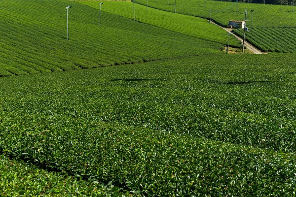 Green tea farm in Japan