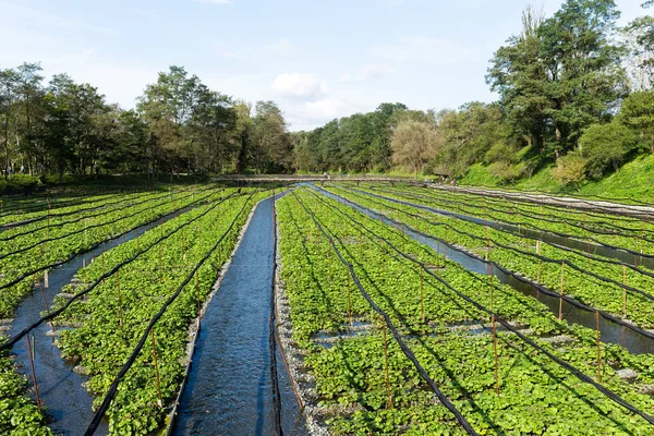 Granja japonesa fresca de Wasabi — Foto de Stock