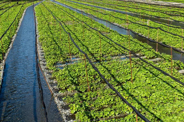 Campo de Wasabi verde — Fotografia de Stock