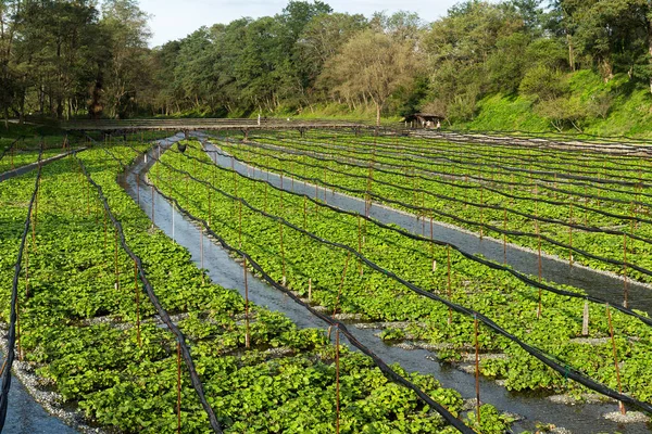 Prosto z farmy Japońska Wasabi — Zdjęcie stockowe