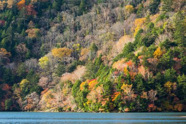 sonbahar renkli yeşillik