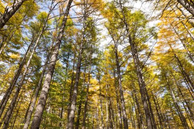 Sonbahar sezonu güzel orman