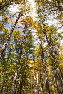 Sonbahar sezonu güzel orman