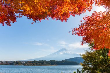 Fuji Dağı ve akçaağaç