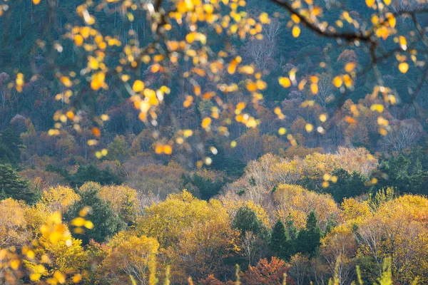 Beau paysage en automne — Photo