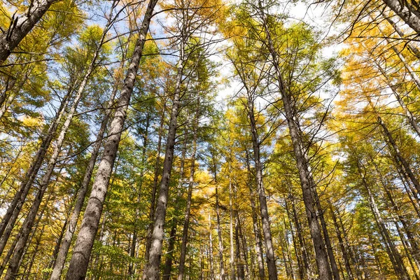 Belle forêt en saison d'automne — Photo