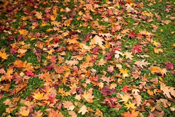 Autumn leaves on green lawn — Stock Photo, Image