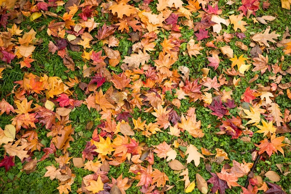 Maple leaves on green lawn — Stock Photo, Image