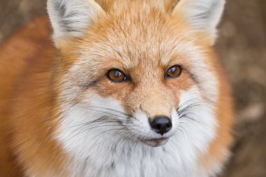 Red fox yakın çekim