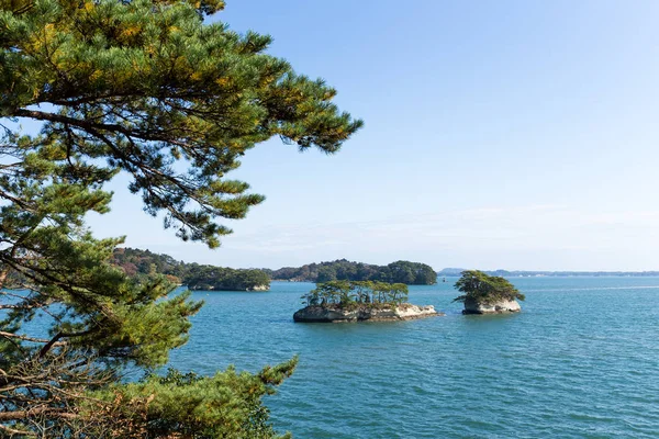 Pinos en la isla Matsushima — Foto de Stock