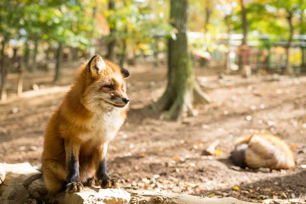 Red Fox sitting on the rock — Stock Photo, Image