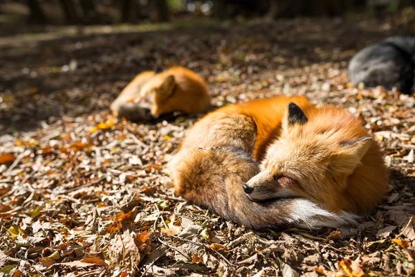 Lišky, spaní v lese — Stock fotografie