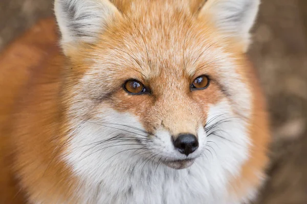 Red fox yakın çekim — Stok fotoğraf