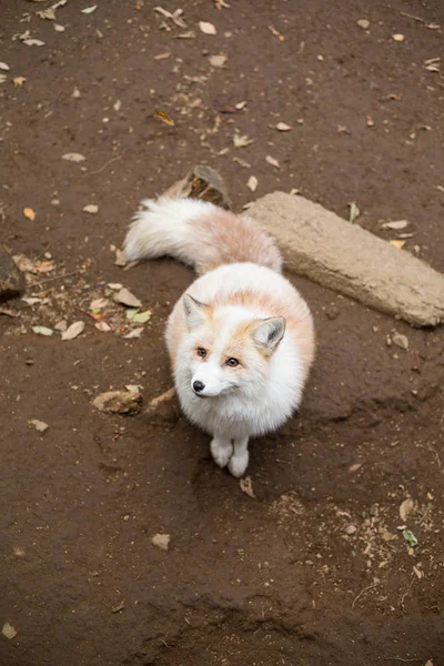 Wildfuchs schaut auf — Stockfoto