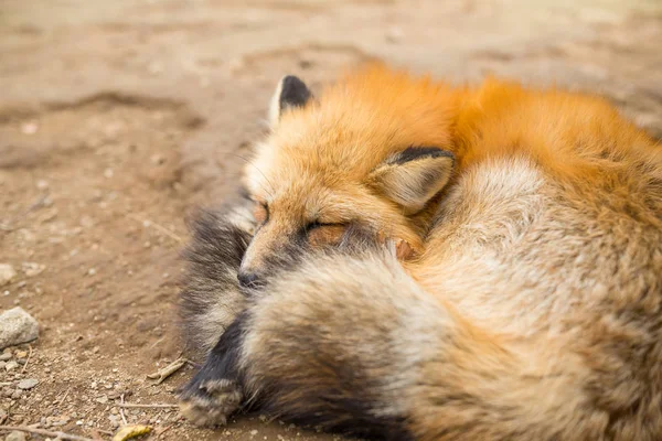 Κόκκινη αλεπού που κοιμάται — Φωτογραφία Αρχείου