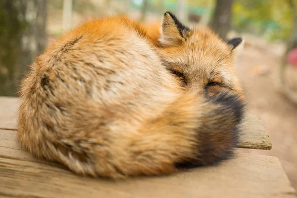 Röd sover närbild — Stockfoto