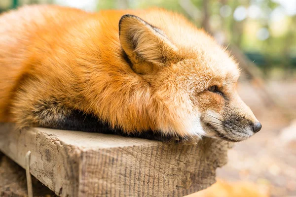 Zorro rojo en el bosque — Foto de Stock