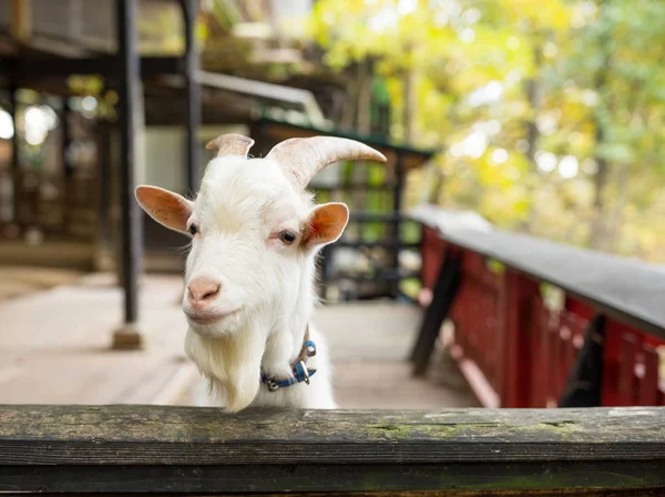 Kleine schapen in boerderij — Stockfoto
