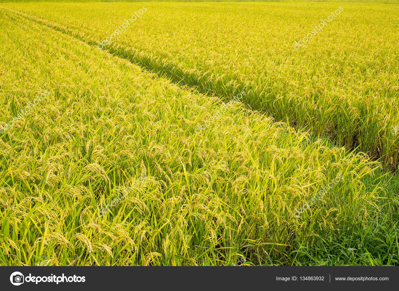 Paddy Rice field meadow Stock Photo by ©leungchopan 134863932