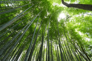 Bambu orman orman 
