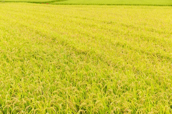 Rizière à riz Paddy — Photo