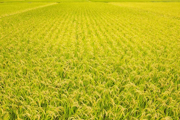 Prado de arroz arrozal — Foto de Stock