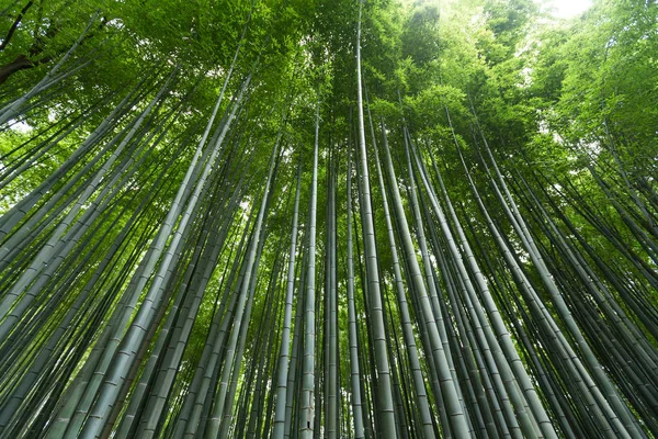 Bamboo grove forest — Stock Photo, Image