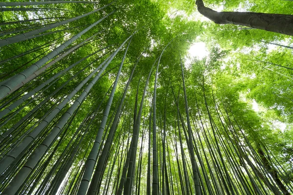 Bosque selvático de bambú — Foto de Stock