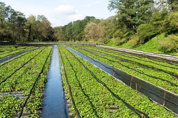 Campo de Wasabi verde — Foto de Stock